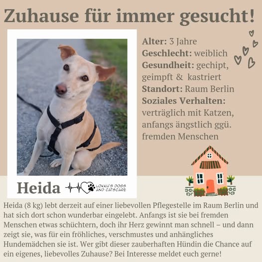 Heidi wartet bei Berlin auf ihr für immer Zuhause.
