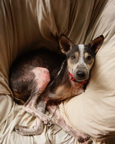 Bobby Bobby, mittelgroßer bis großer 4-jähriger Rüde mit fehlendem Vorderbein aus dem Shelter Lokkusdogsandcatscare Sri Lanka