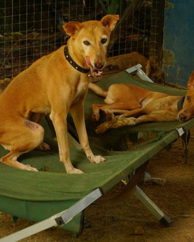 Dreamteam (2) Ferdi und Shadow, großes Dreamteam aus dem Shelter Lokkusdogsandcatscare Sri Lanka