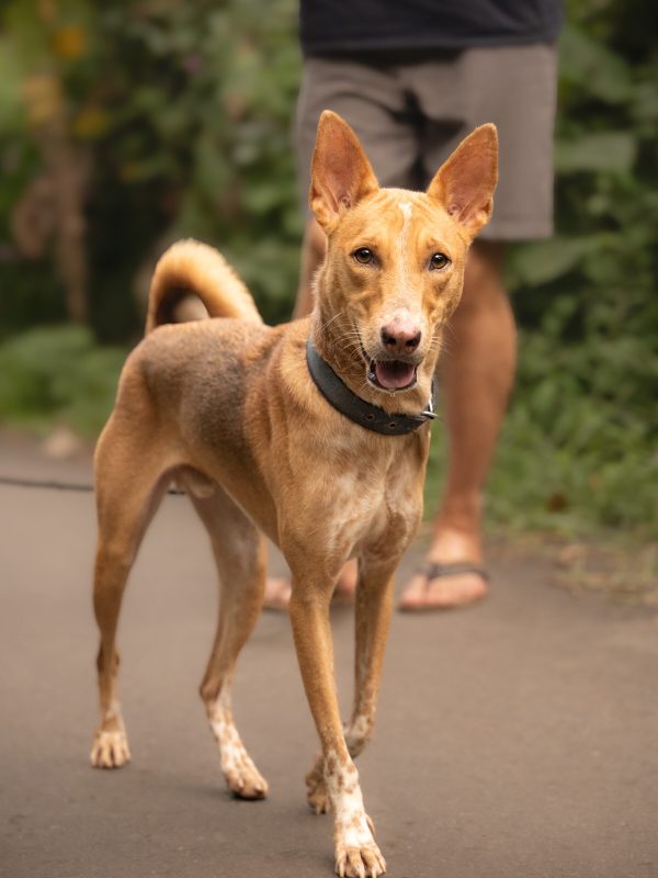 Rüde Ferdi, 2 Jahre